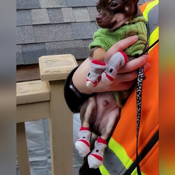 Dog Socks - Picture 3 of 11